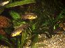 Pelvicachromis.jpg