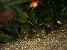 Pelvicachromis2.jpg